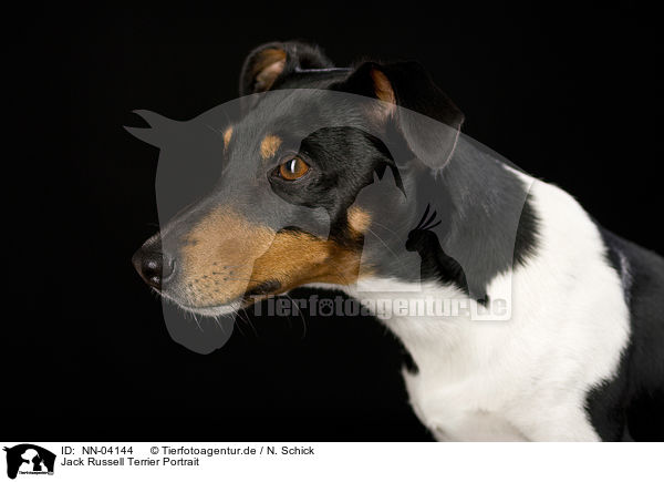 Jack Russell Terrier Portrait / NN-04144