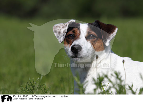Jack Russell Terrier Portrait / JH-19265