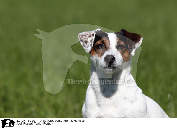 Jack Russell Terrier Portrait / JH-19266