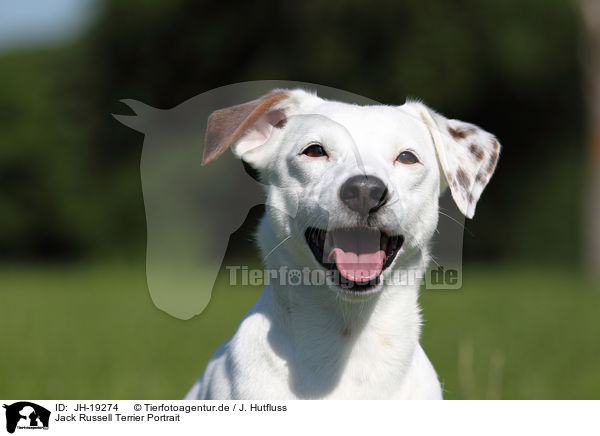 Jack Russell Terrier Portrait / JH-19274
