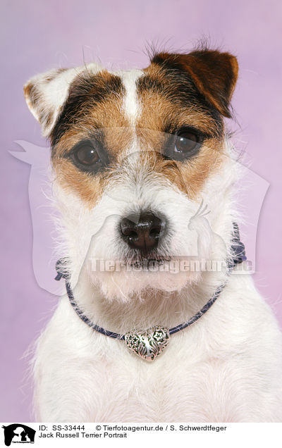 Parson Russell Terrier Portrait / Parson Russell Terrier Portrait / SS-33444
