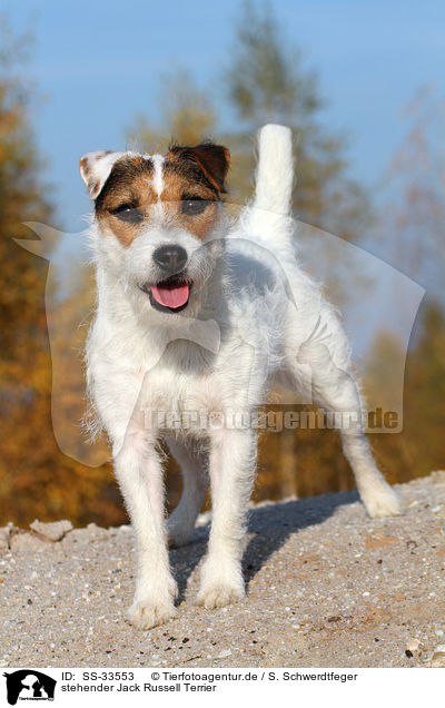 stehender Parson Russell Terrier / standing Parson Russell Terrier / SS-33553