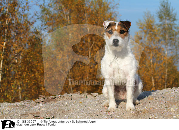 sitzender Parson Russell Terrier / sitting Parson Russell Terrier / SS-33557