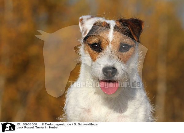 Parson Russell Terrier im Herbst / Parson Russell Terrier in autumn / SS-33560