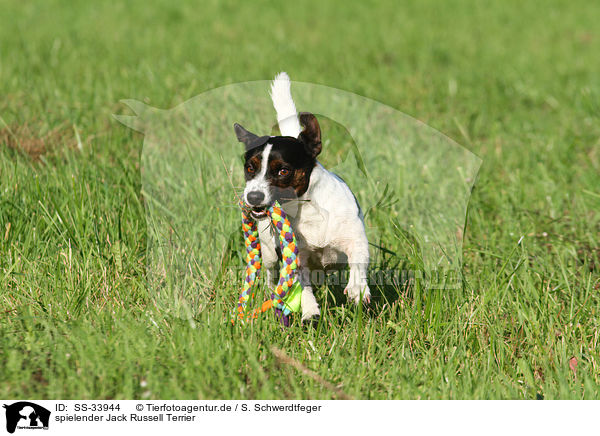 spielender Jack Russell Terrier / playing Jack Russell Terrier / SS-33944