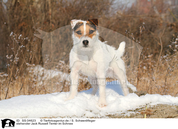 stehender Parson Russell Terrier im Schnee / standing Parson Russell Terrier in the snow / SS-34623