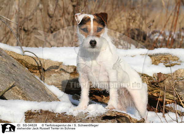 stehender Parson Russell Terrier im Schnee / standing Parson Russell Terrier in the snow / SS-34628