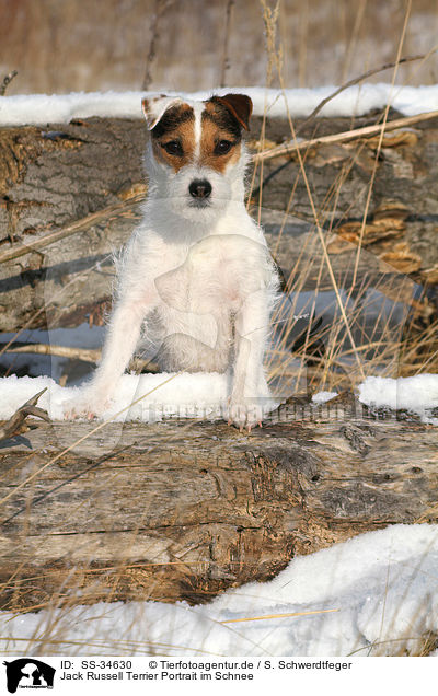 Parson Russell Terrier Portrait im Schnee / Parson Russell Terrier Portrait in the snow / SS-34630