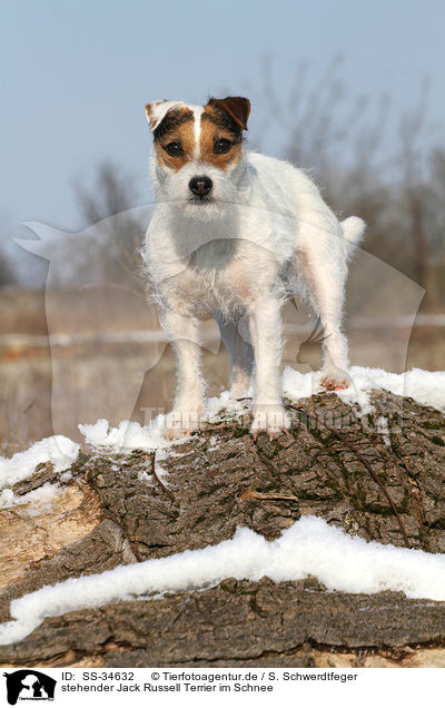 stehender Parson Russell Terrier im Schnee / standing Parson Russell Terrier in the snow / SS-34632