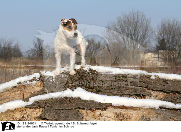 stehender Parson Russell Terrier im Schnee / standing Parson Russell Terrier in the snow / SS-34634