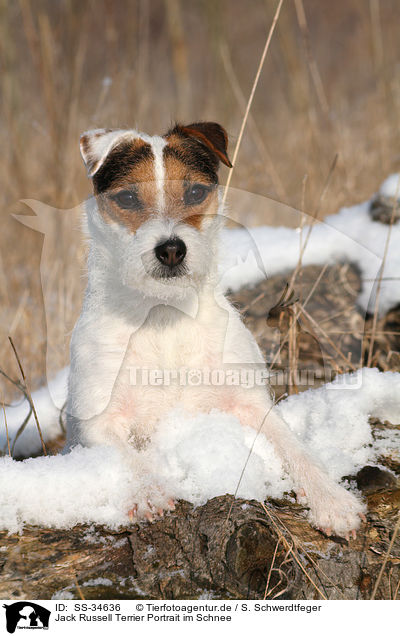 Parson Russell Terrier Portrait im Schnee / Parson Russell Terrier Portrait in the snow / SS-34636