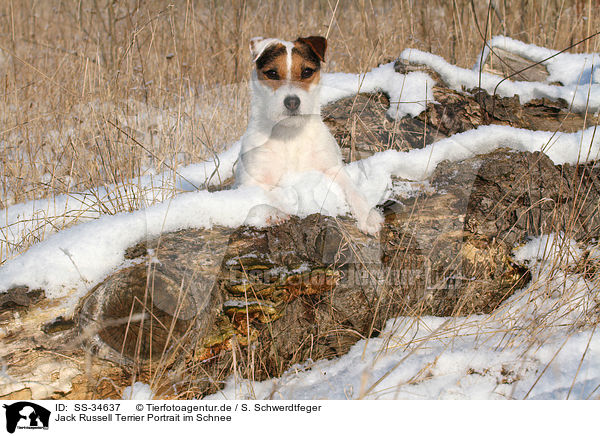 Parson Russell Terrier Portrait im Schnee / Parson Russell Terrier Portrait in the snow / SS-34637