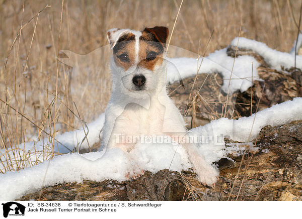 Parson Russell Terrier Portrait im Schnee / Parson Russell Terrier Portrait in the snow / SS-34638