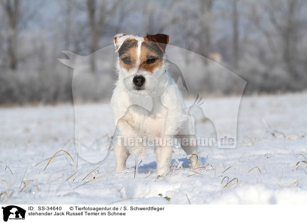 stehender Parson Russell Terrier im Schnee / standing Parson Russell Terrier in the snow / SS-34640