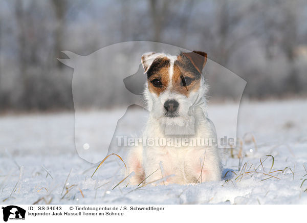 liegender Parson Russell Terrier im Schnee / lying Parson Russell Terrier in the snow / SS-34643