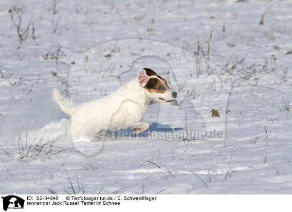 rennender Parson Russell Terrier im Schnee / running Parson Russell Terrier in the snow / SS-34646