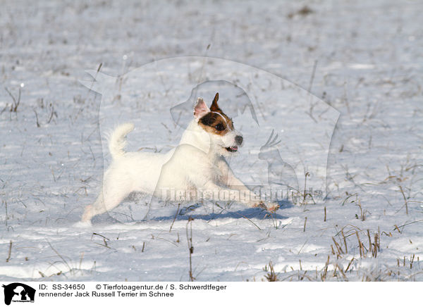 rennender Parson Russell Terrier im Schnee / running Parson Russell Terrier in the snow / SS-34650