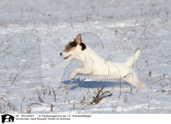 rennender Parson Russell Terrier im Schnee / running Parson Russell Terrier in the snow / SS-34651
