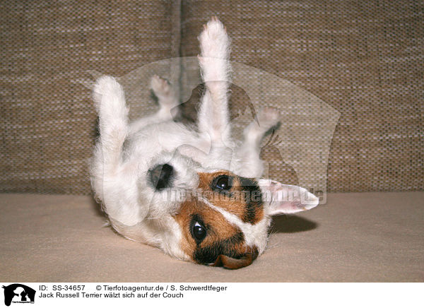 Parson Russell Terrier wlzt sich auf der Couch / rolling Parson Russell Terrier on the sofa / SS-34657