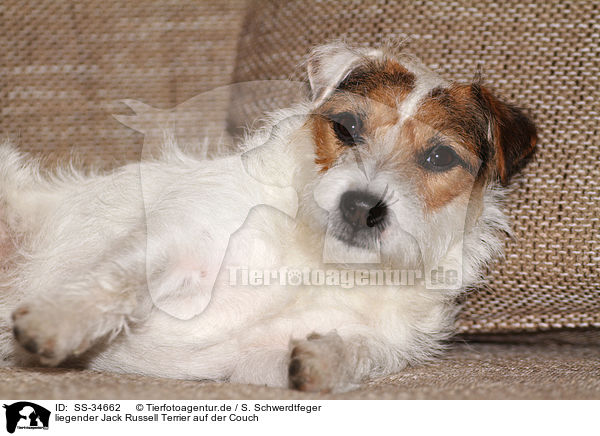 liegender Parson Russell Terrier auf der Couch / lying Parson Russell Terrier on the sofa / SS-34662