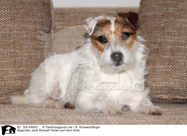 liegender Parson Russell Terrier auf dem Sofa / lying Parson Russell Terrier on the sofa / SS-34663