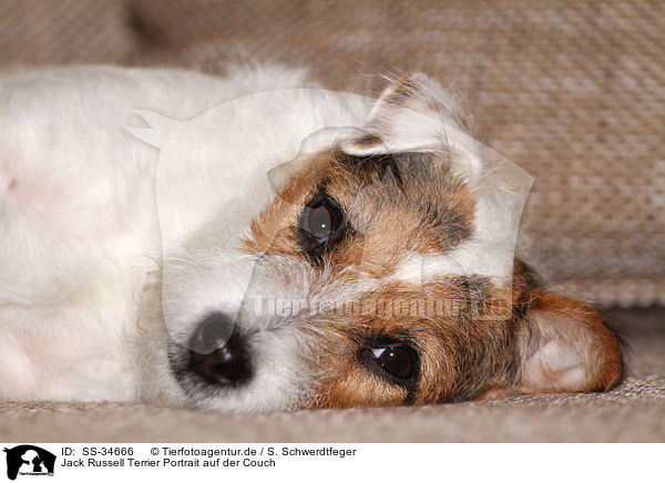 Parson Russell Terrier Portrait auf der Couch / Parson Russell Terrier Portrait on the sofa / SS-34666