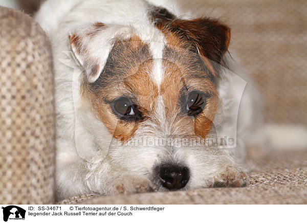 liegender Parson Russell Terrier auf der Couch / lying Parson Russell Terrier on the sofa / SS-34671