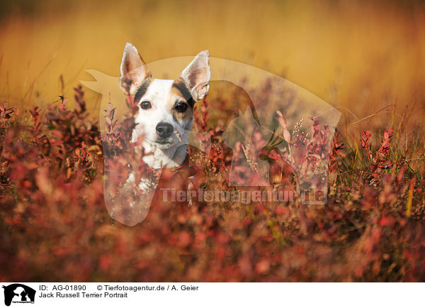 Jack Russell Terrier Portrait / Jack Russell Terrier Portrait / AG-01890