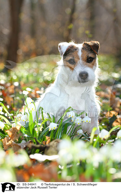 sitzender Jack Russell Terrier / SS-34841