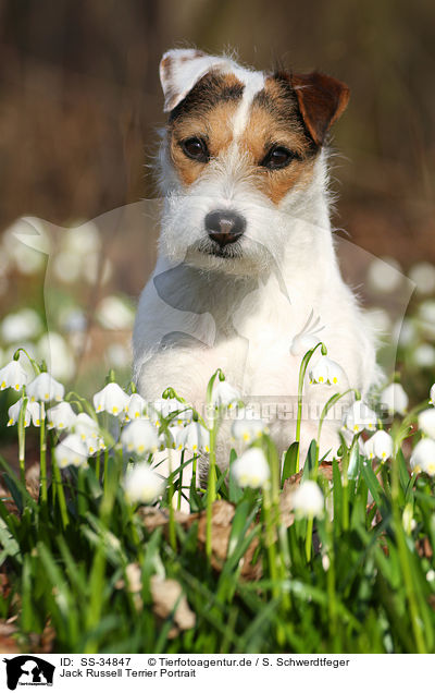 Jack Russell Terrier Portrait / SS-34847