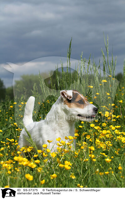 stehender Parson Russell Terrier / standing Parson Russell Terrier / SS-37375