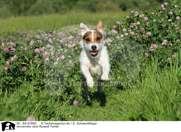 rennender Parson Russell Terrier / running Parson Russell Terrier / SS-37860