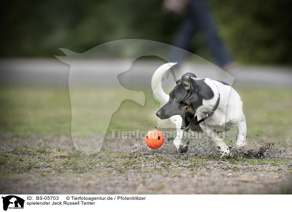 spielender Jack Russell Terrier / BS-05703