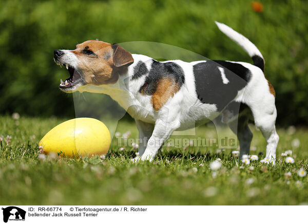 bellender Jack Russell Terrier / barking Jack Russell Terrier / RR-66774