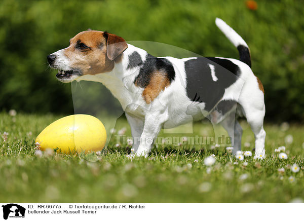 bellender Jack Russell Terrier / barking Jack Russell Terrier / RR-66775