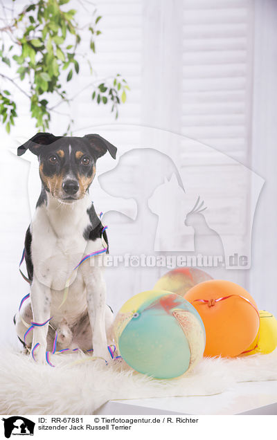 sitzender Jack Russell Terrier / sitting Jack Russell Terrier / RR-67881