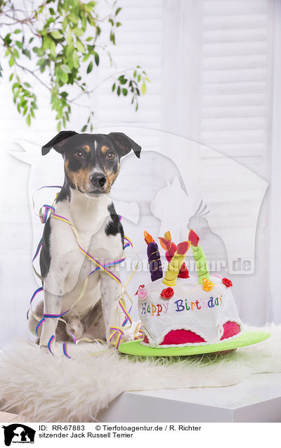 sitzender Jack Russell Terrier / sitting Jack Russell Terrier / RR-67883
