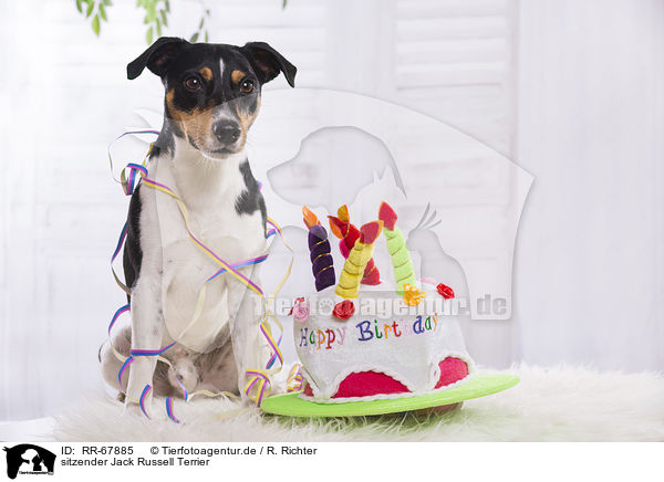 sitzender Jack Russell Terrier / sitting Jack Russell Terrier / RR-67885