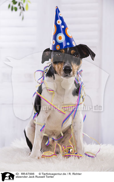 sitzender Jack Russell Terrier / sitting Jack Russell Terrier / RR-67886