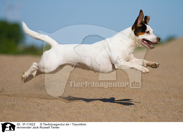 rennender Jack Russell Terrier / running Jack Russell Terrier / IF-11922