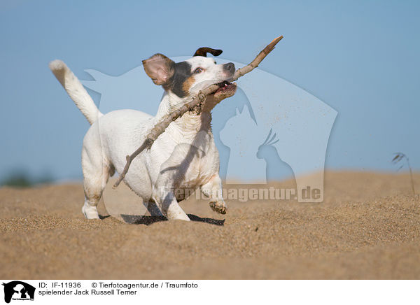 spielender Jack Russell Terrier / playing Jack Russell Terrier / IF-11936