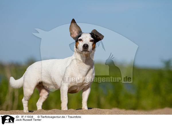 Jack Russell Terrier / Jack Russell Terrier / IF-11938