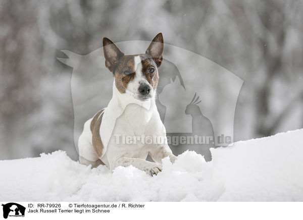 Jack Russell Terrier liegt im Schnee / Jack Russell Terrier lies in snow / RR-79926