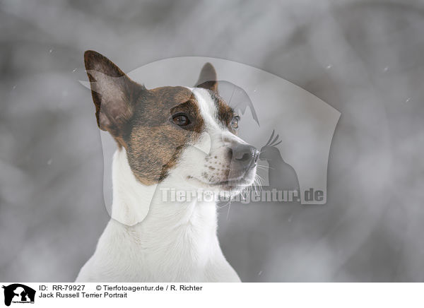 Jack Russell Terrier Portrait / Jack Russell Terrier Portrait / RR-79927