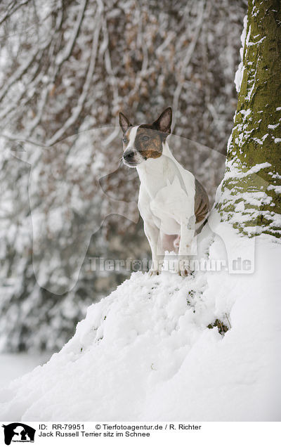 Jack Russell Terrier sitz im Schnee / Jack Russell Terrier sits in snow / RR-79951