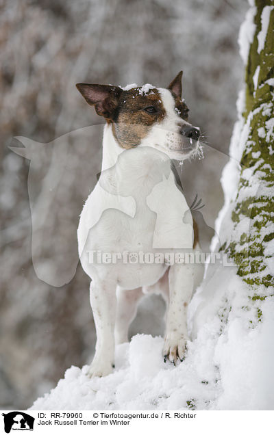 Jack Russell Terrier im Winter / Jack Russell Terrier in snow / RR-79960