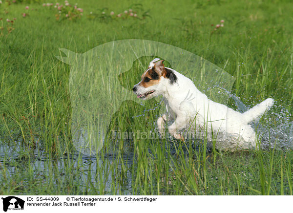 rennender Parson Russell Terrier / running Parson Russell Terrier / SS-44809