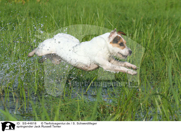 springender Parson Russell Terrier / jumping Parson Russell Terrier / SS-44818