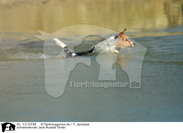 schwimmender Jack Russell Terrier / YJ-12746