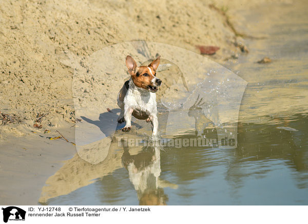 rennender Jack Russell Terrier / YJ-12748